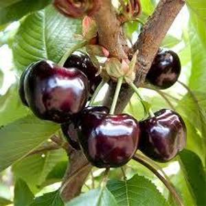 CERESHNY-1KG